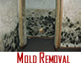 Mold Removal Long Grove
