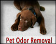 Pet Odor Removal Libertyville 